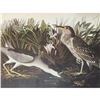 c1946 Audubon Print, #236 Black-Crowned Night Heron