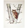 Image 2 : 1950 Menaboni Print, Screech Owl