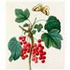 After Pierre-Jospeh Redoute, Floral Print, #51 Grosseiller Rouge ( Ribes rubrum )