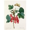Image 2 : After Pierre-Jospeh Redoute, Floral Print, #51 Grosseiller Rouge ( Ribes rubrum )