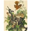 c1946 Audubon Print, #116 Brown Thrasher