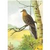 Image 1 : 1920's Mourning Dove Color Lithograph Print