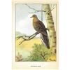 Image 2 : 1920's Mourning Dove Color Lithograph Print