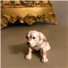 Image 2 : Labrador Retriever Puppy Jewel Trinket Box