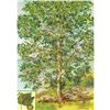 Image 1 : 1920's Sycamore Color Lithograph Print
