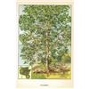 Image 2 : 1920's Sycamore Color Lithograph Print