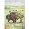 Image 1 : 1920's Bison Color Lithograph Print