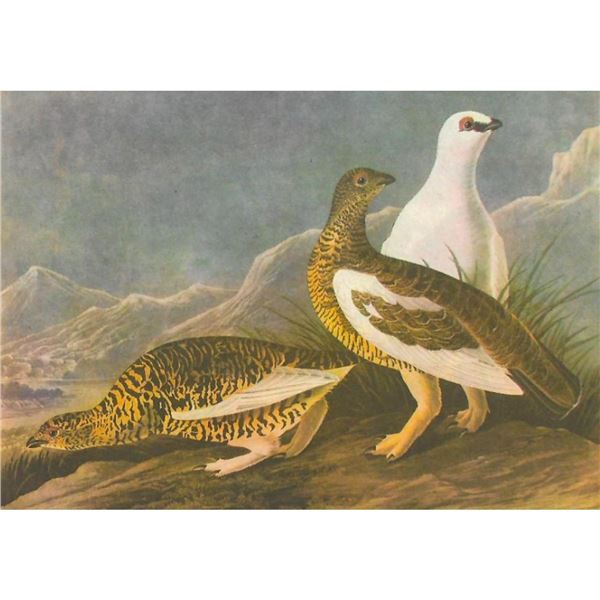 c1946 Audubon Print, #368 Rock Ptarmigan