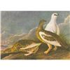 Image 1 : c1946 Audubon Print, #368 Rock Ptarmigan