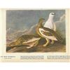 Image 2 : c1946 Audubon Print, #368 Rock Ptarmigan