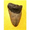 Image 1 : Prehistoric Megalodon Shark's Tooth Fossil