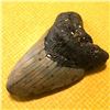 Image 2 : Prehistoric Megalodon Shark's Tooth Fossil