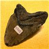 Image 3 : Prehistoric Megalodon Shark's Tooth Fossil