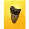 Image 5 : Prehistoric Megalodon Shark's Tooth Fossil