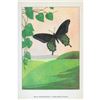Image 2 : 1920's Blue Swallowtail Butterfly Color Lithograph Print