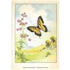 Image 2 : 1920's Tiger Swallowtail Butterfly Color Lithograph Print