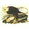 Image 1 : c.1946 Audubon Print, #31 Bald Eagle