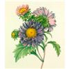 Image 1 : After Pierre-Jospeh Redoute, Floral Print, #9 Aster de Chine ( Aster )