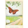 Image 2 : 1920's Gulf Fritillary Butterfly Color Lithograph Print