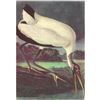 Image 1 : c1950 Audubon Print, Wood Ibis