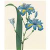 Image 1 : After Pierre-Jospeh Redoute, Floral Print, #58 Iris frangee ( Iris )