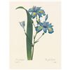 Image 2 : After Pierre-Jospeh Redoute, Floral Print, #58 Iris frangee ( Iris )