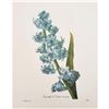 Image 1 : After Pierre-Jospeh Redoute, Floral Print, #66 Hacinthe d'Orient (Hyacinth)