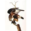 Image 1 : c1946 Audubon Print, #166 Rough-Legged Hawk