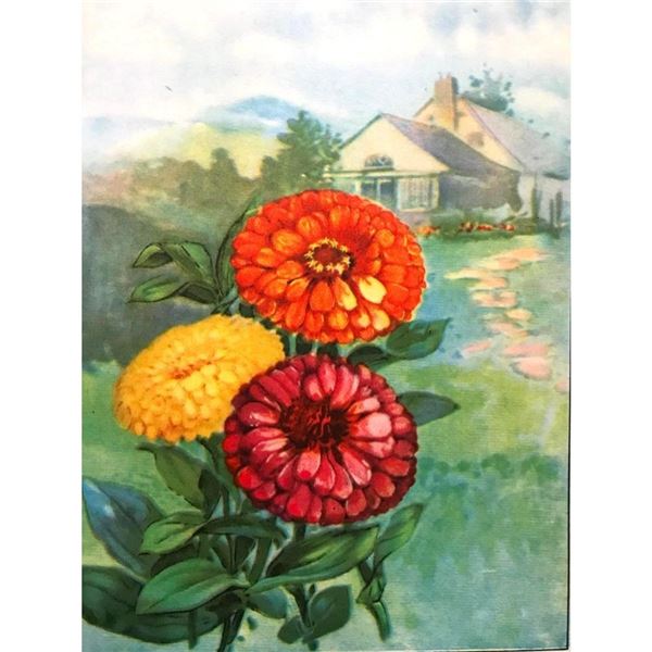 1920's Color Lithograph Print, Zinnia