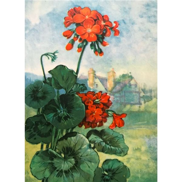 1920's Color Lithograph Print, Geranium