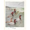 Image 2 : 1936 Pearson Birds, ( Redhead, Canvasback )