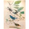 Image 1 : c1946 Audubon Print, #74 Indigo Bunting