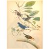 Image 2 : c1946 Audubon Print, #74 Indigo Bunting