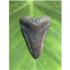Image 1 : Large Size Prehistoric Megalodon Shark's Tooth Fossil