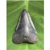 Image 2 : Large Size Prehistoric Megalodon Shark's Tooth Fossil