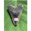 Image 3 : Large Size Prehistoric Megalodon Shark's Tooth Fossil