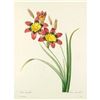 Image 1 : After Pierre-Jospeh Redoute, Floral Print, #63 Lxia Corn Lily