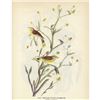 Image 2 : c1946 Audubon Print, #145 Yellow Palm Warbler