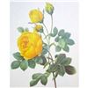 Image 1 : After Pierre-Jospeh Redoute, Floral Print, #128 Yellow Rose