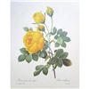 Image 2 : After Pierre-Jospeh Redoute, Floral Print, #128 Yellow Rose