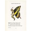 Image 2 : 1914 Butterfly Babies Lithograph, Giant Swallow-Tail