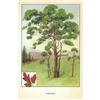 Image 2 : 1920's Sassafras Color Lithograph Print