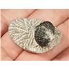 Image 1 : 400 Million Year Old Trilobite Fossil Specimen