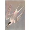 Image 1 : c1950 Audubon Print, Roseate Tern