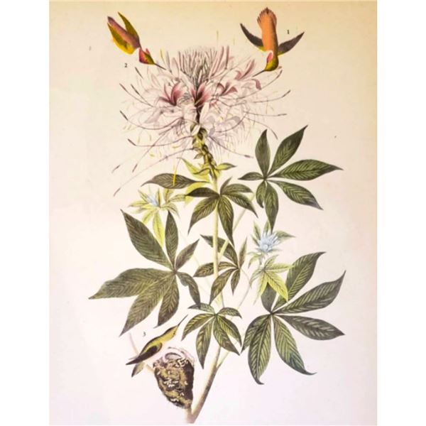c1950 Audubon Print, Rufus Hummingbird
