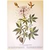 Image 2 : c1950 Audubon Print, Rufus Hummingbird