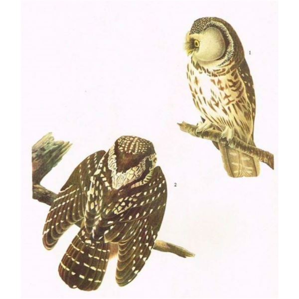 c1946 Audubon Print, #380 Richardson's Owl