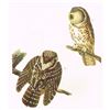 Image 1 : c1946 Audubon Print, #380 Richardson's Owl