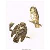 Image 2 : c1946 Audubon Print, #380 Richardson's Owl