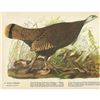 Image 2 : c1946 Audubon Print, #6 Wild Turkey
